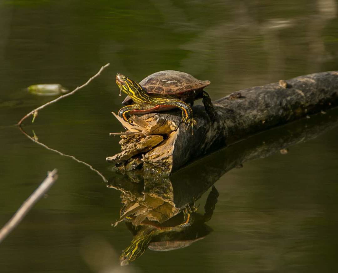 A painted turtle with a hook in its mouth.
